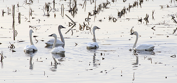 Tundra swans in the water