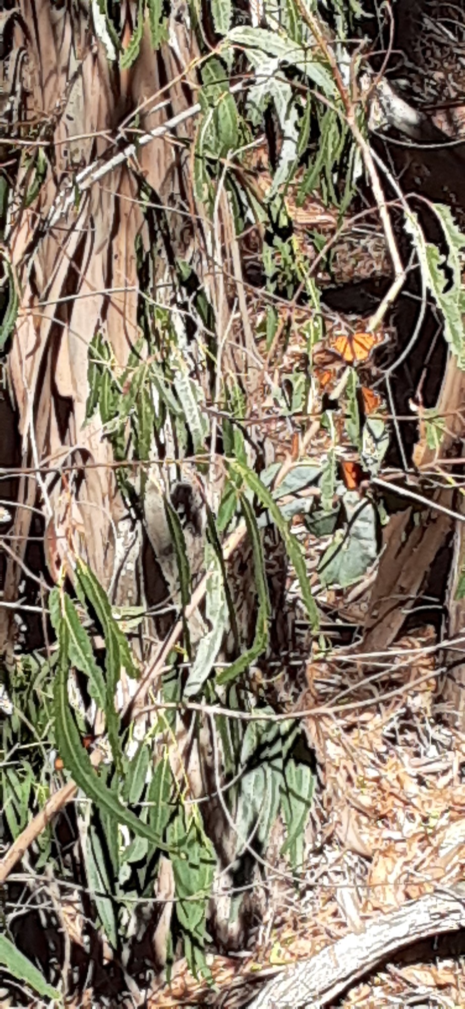 Butterflys at Montana De Oro SP