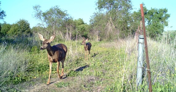 San Onofre SB (mule deer)