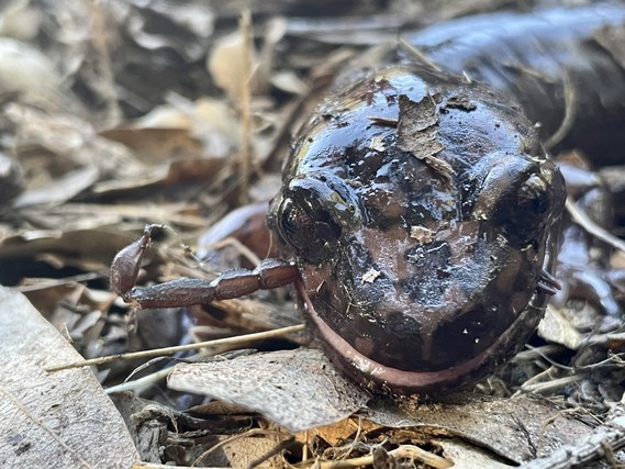 Austin Creek SRA (Salamander)