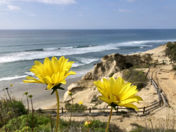 Torrey Pines State Natural Reserve