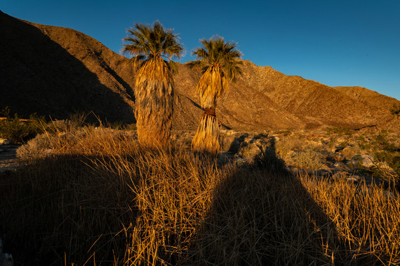 Anza-Borrego SP (palm trail) 090-P108957