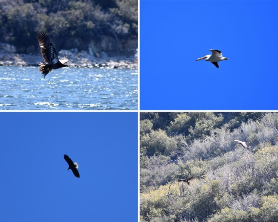 Silverwood Lake SRA eagle tours collage