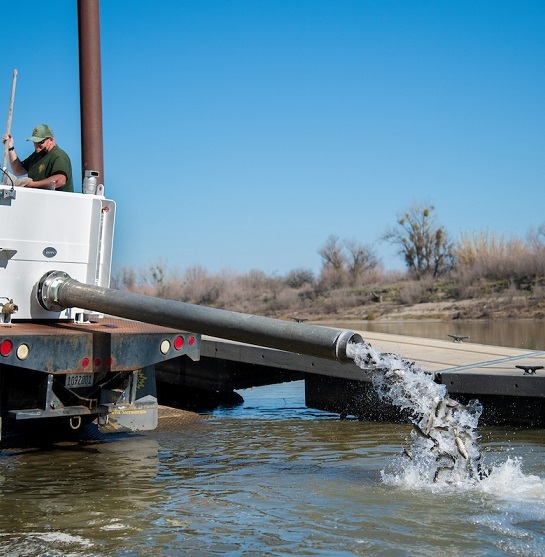 putting fish into the Feather River