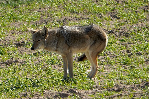 Coyote Antelope Valley Poppy Reserve