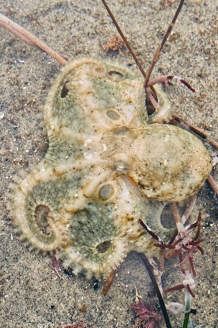 San Elijo SB (Octupus)