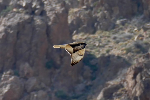 Providence Mountains SRA (red-tailed hawk) 
