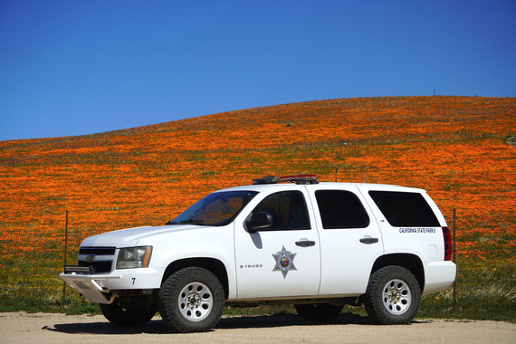 Antelope Valley California Poppy Reserve SNR (Poppy bloom)