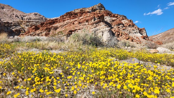 Red Rock Canyon SP (Goldfields at Red Rooster)