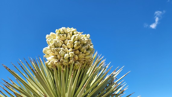Red Rock Canyon SP (Joshua tree flowers)