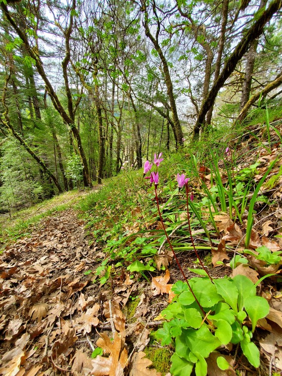 John B. Dewitt Redwoods SP (Shooting stars)