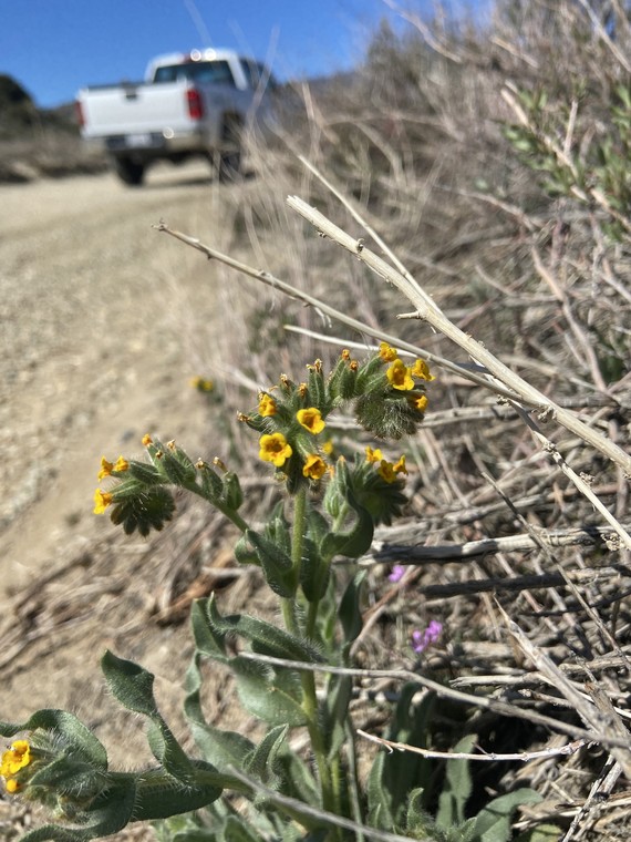 Hungry Valley SVRA (Fiddlenecks)