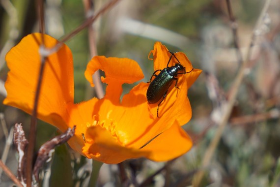 Antelope Valley CA Poppy Reserve (poppy with beetle)