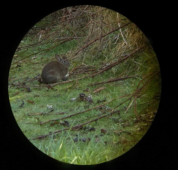 Jedediah Smith Redwoods SP_bunny