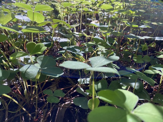 Jedediah Smith Redwoods SP_Redwood Sorrel