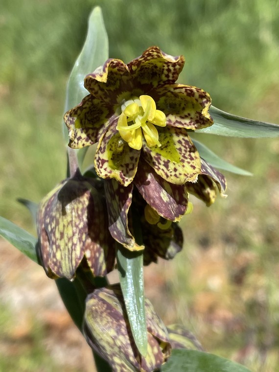 Jack London SHP_checker lily