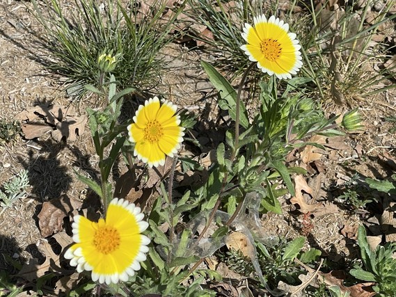 Folsom Lake SRA_Tidy Tips 