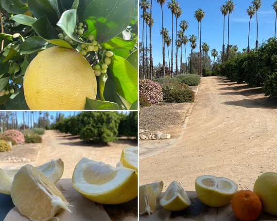 CA Citrus SHP_citrus collage
