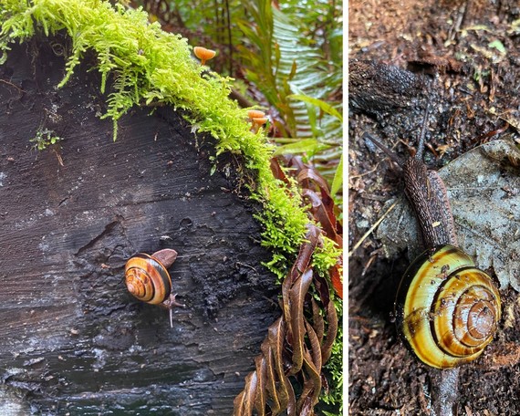 Jedediah Smith Redwoods SP_pacific sidewinder snail collage