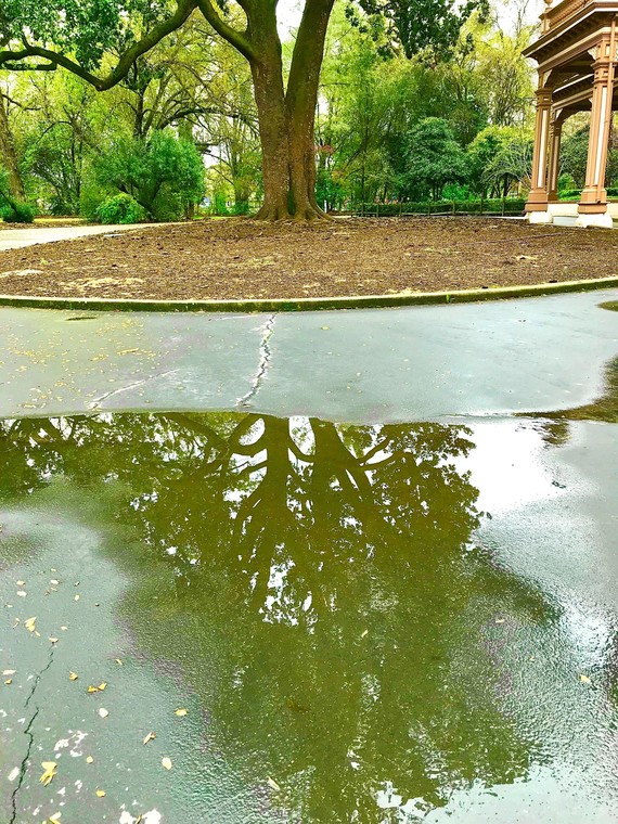 Bidwell Mansion SHP magnolia puddle