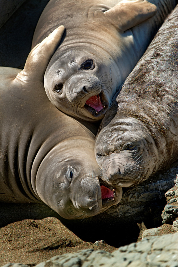 Ano Nuevo SP (Elephant seals)