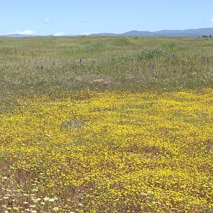 flowers near a vernal pool