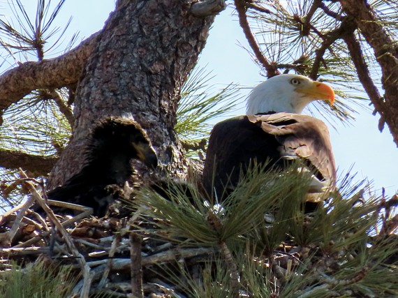 Cuyamaca_Bald eagles