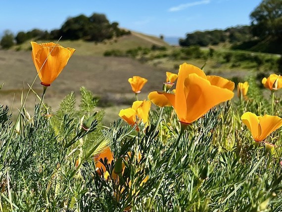 China Camp State Park California Poppies