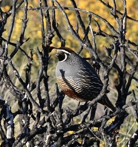 Quail_Malibu Creek SP