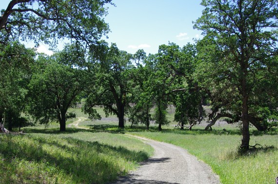 AMSHP - blue oaks on the marsh trail
