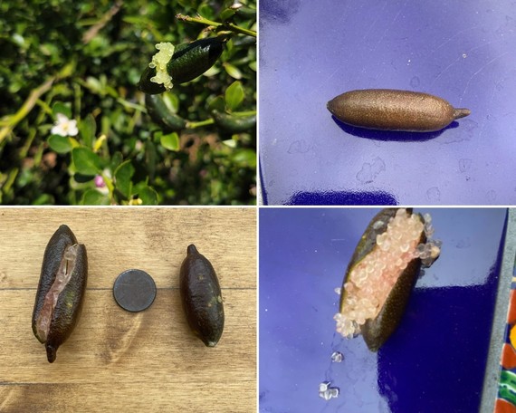CA Citrus SHP_Australian Finger Lime collage