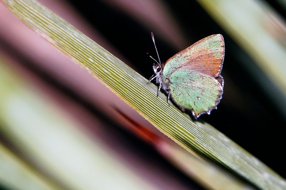 Cuyamaca Rancho SP_bramble hairstreak butterfly