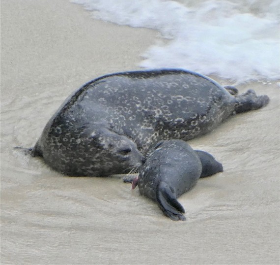 Point Lobos SNR pupping season 