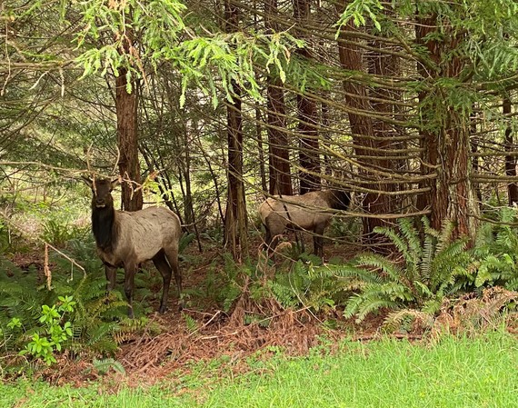 Elk