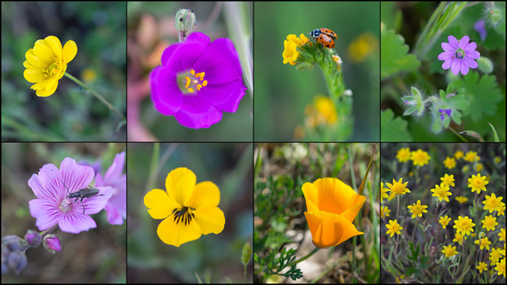 wildflowers