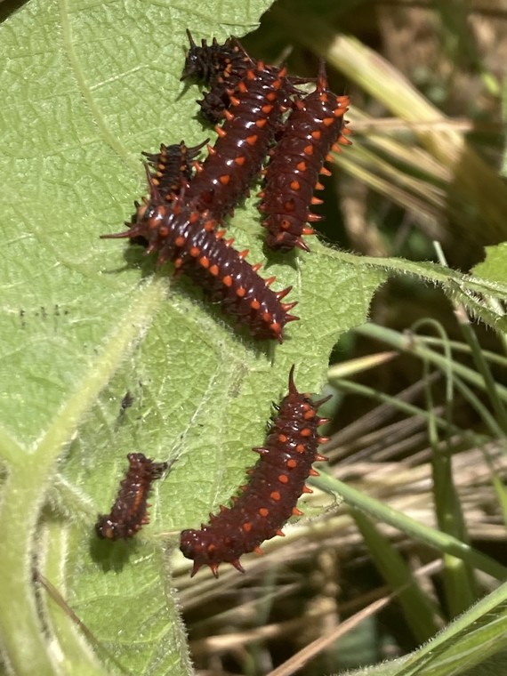 William B. Ide Adobe SHP_caterpillars