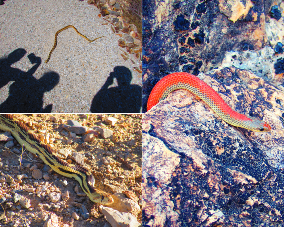 Providence Mountains SRA (snake collage)