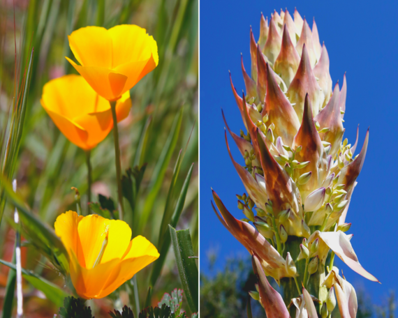 Cuyamca Rancho SP (Flower Collage)