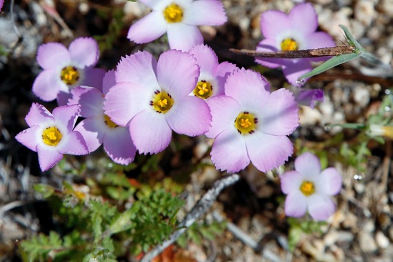 Cuyamaca Rancho SP (Ground pinks)