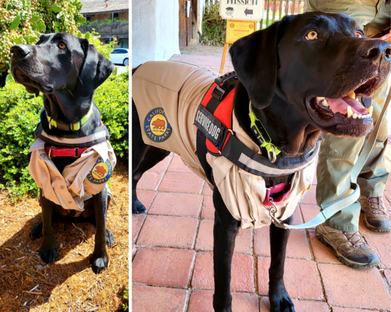 Sonoma SHP (Tobi collage)