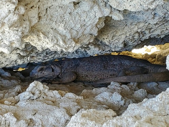 Red Rock Canyon SP (Chuckwalla)