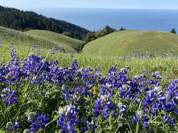 Mt Tam SP_lupines
