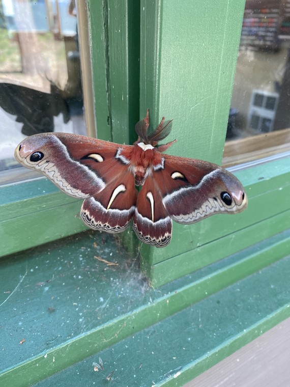 CBT-ceanothus-silk-moth