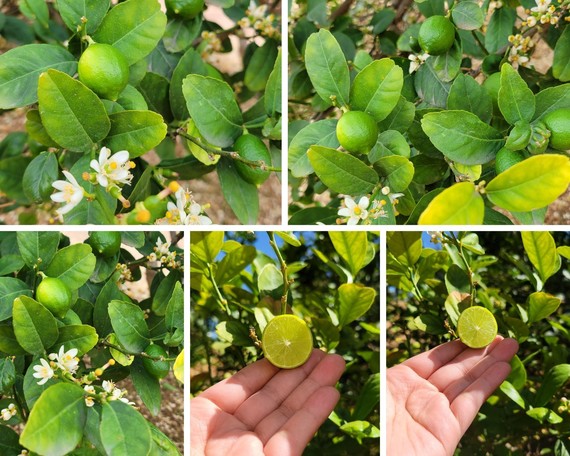 CA Citrus SHP_lime collage