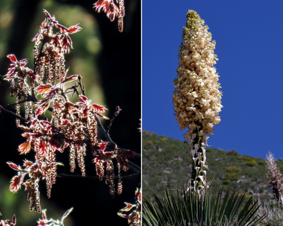 Cuyamaca Rancho SP (flower collage)