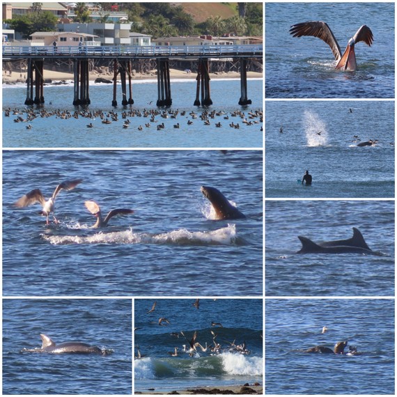 Malibu Lagoon SB (Wildlife Collage)