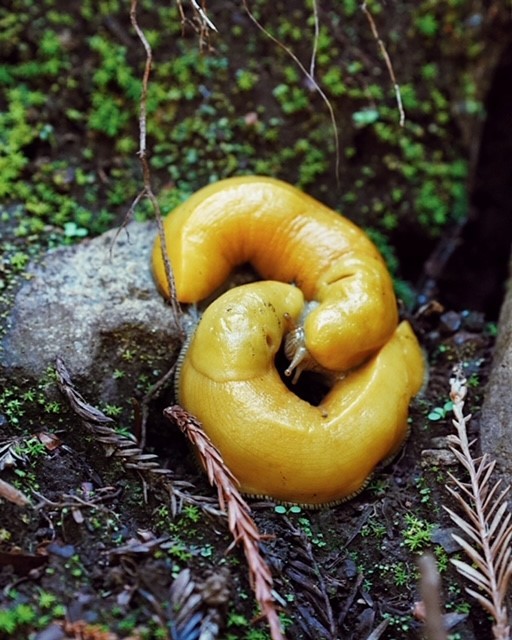 Banana Slugs Big Sur