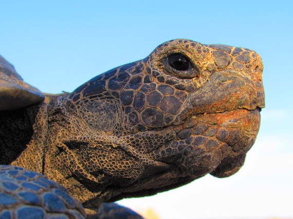 Providence Mountains SRA_tortoise head closeup