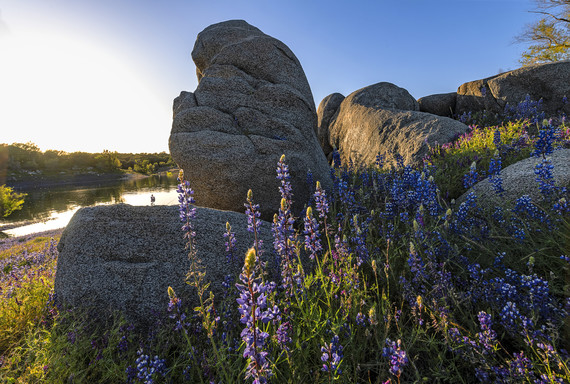 Folsom Lake SRA_lupine 2 090-P109896