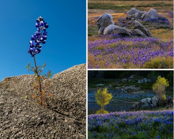 Folsom Lake SRA_lupine collage